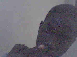 amadou